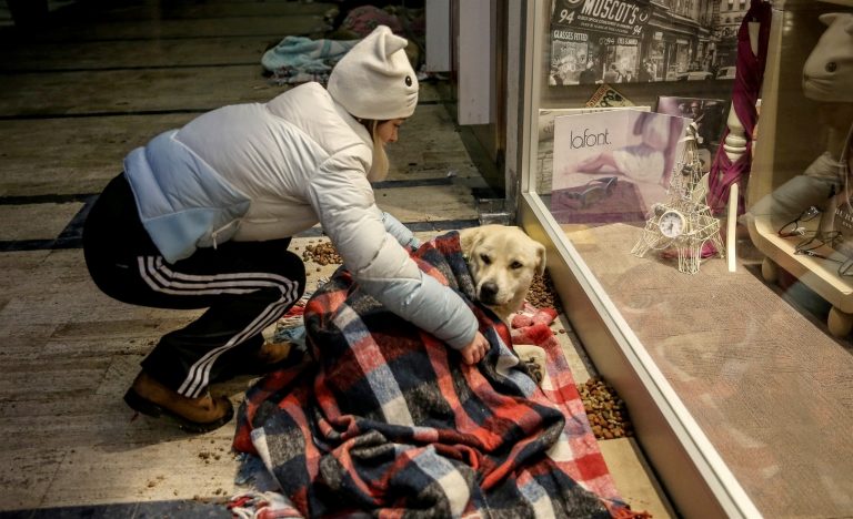 mall in turkey stray dogs sleep blankets