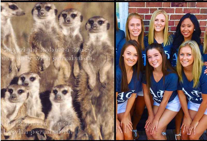 sorority sisters meerkats pose funny pictures