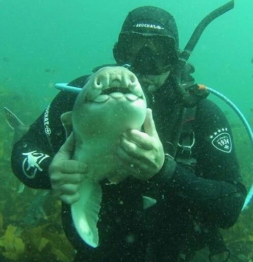 shark cuddles with diver