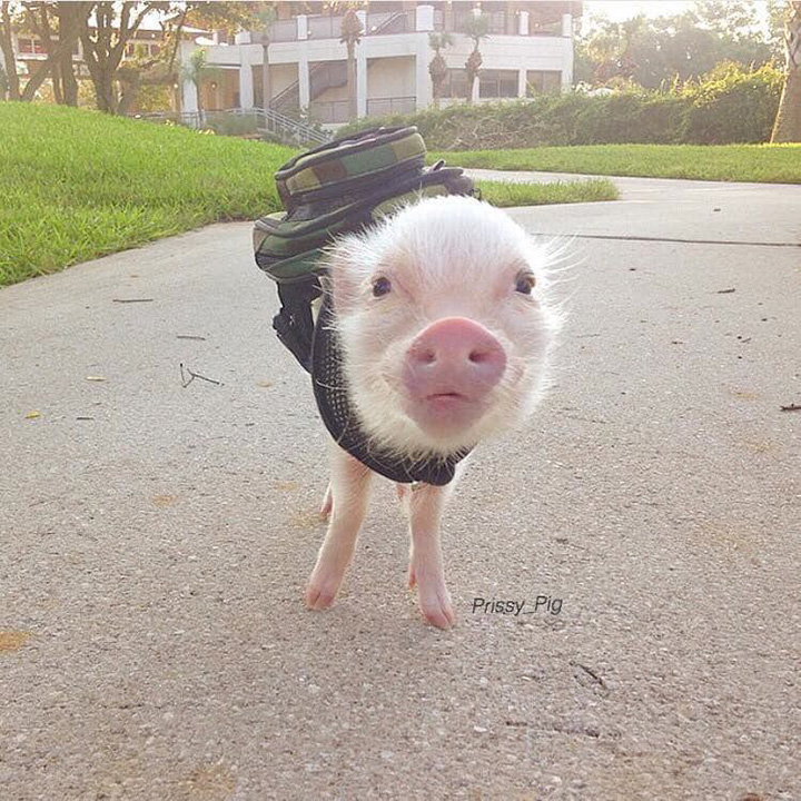 Here's Some Photos Of Animals Wearing Backpacks