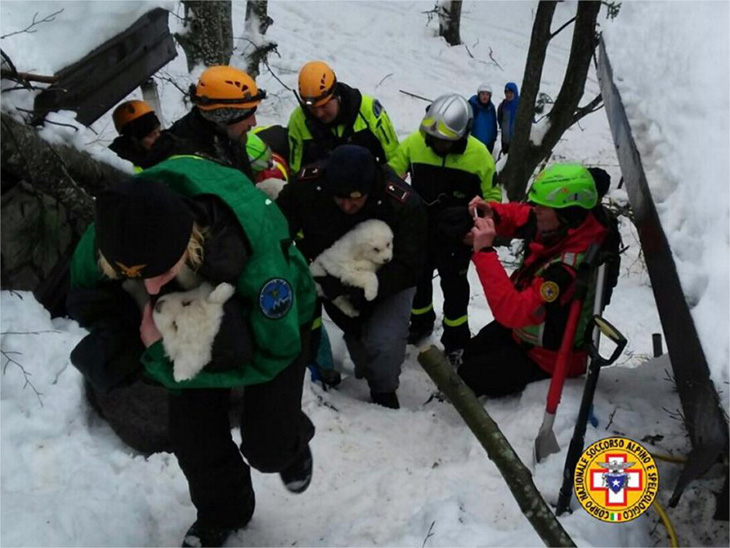 good news puppies found in avalanche