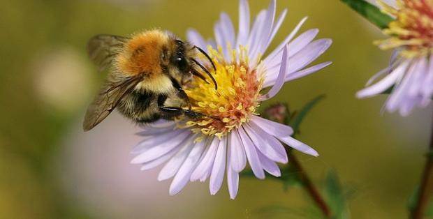 Cedar Rapids saves the bees