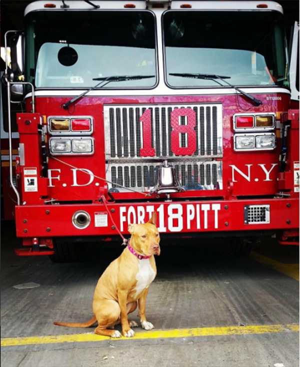 pit bull rescue from crack house to firehouse