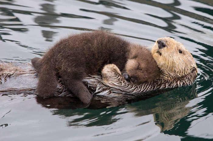 c7zgn-baby-otter-taking-a-nap-on-mom.jpg