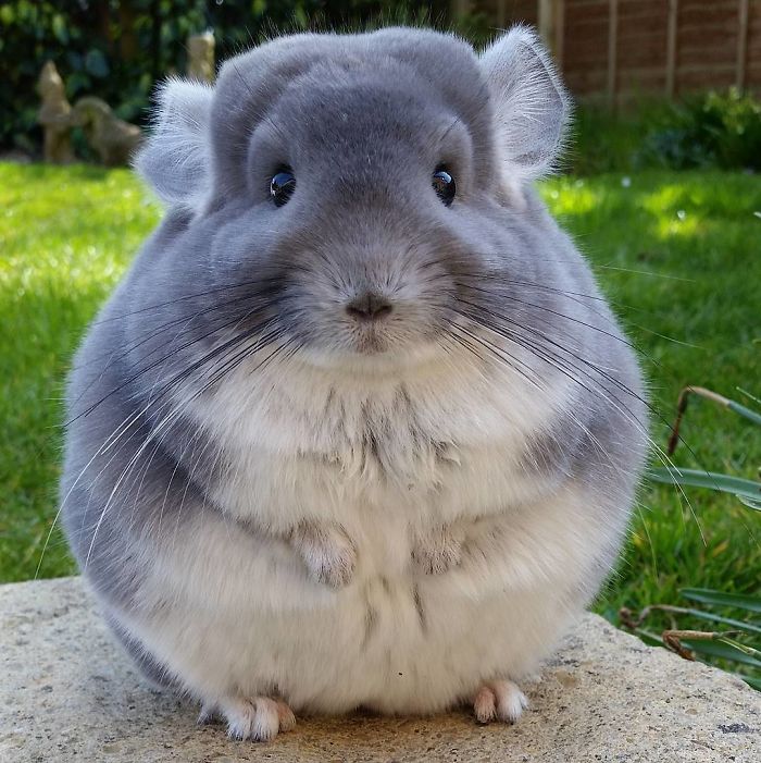 i1vaf-chinchilla-perfect-round-butt-1.jpg