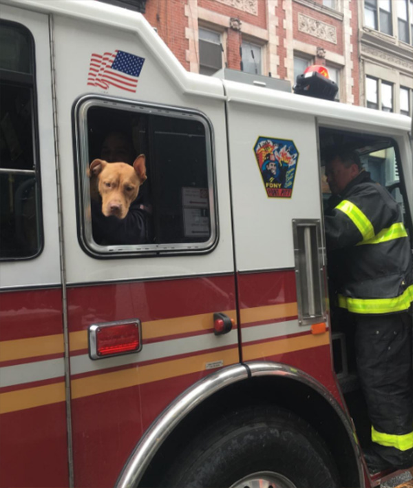 pit bull rescue from crack house to firehouse