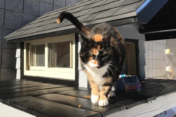 cops built cat house good news