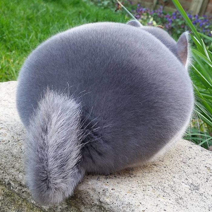 ityjx-chinchilla-perfect-round-butt-2.jpg