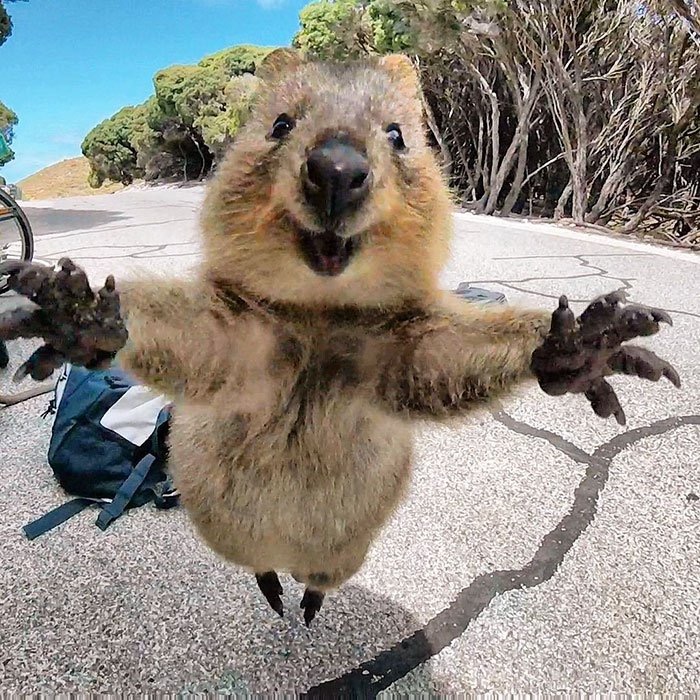 36htg-happy-quokka-1.jpg
