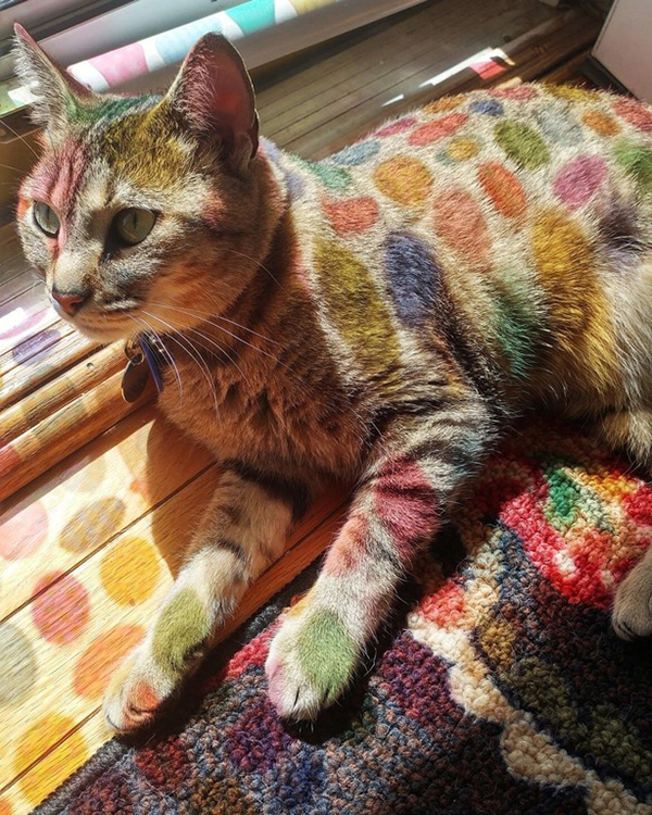 6im4v-dr-seuss-cat.jpg