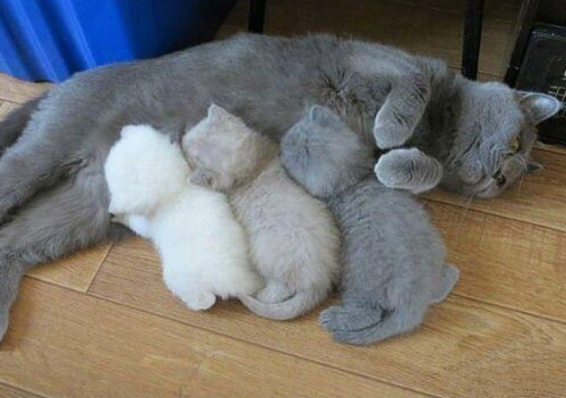 7qwdc-kitten-printer-running-out-of-ink.jpg