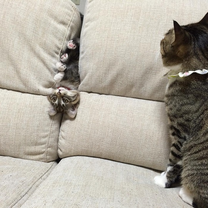 bzbgg-cat-funny.jpg
