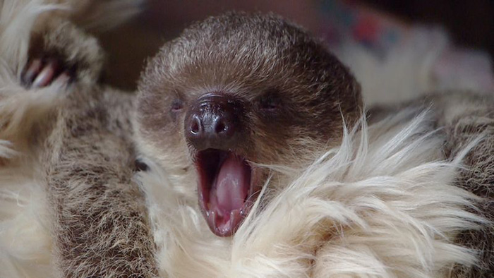 sloth sleepover