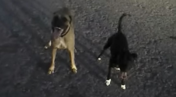 Police ficer Handles 2 Vicious Dogs Like An Absolute Boss Police ficer Handles 2 Vicious Dogs Like An Absolute Boss