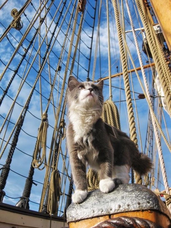 lixvs-captain-cat-sparrow.jpg