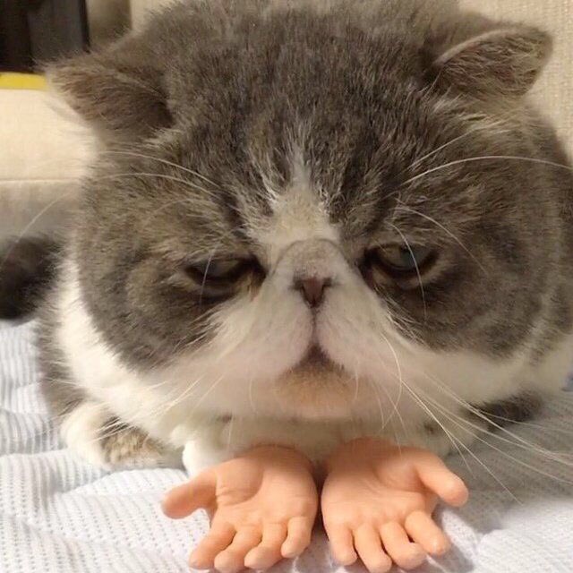 cat with hands