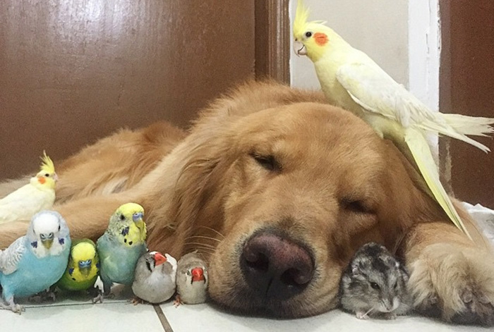 proof dogs can be friends with anything
