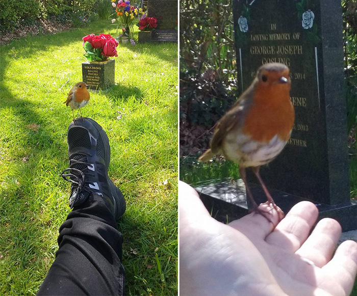 robin lands on woman grave loved one after death