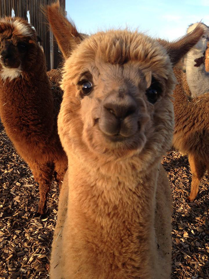 8ynfy-alpacas-are-just-big-ol-fluff-monsters.jpg