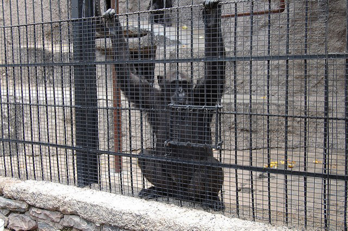 cecelia chimp freed from zoo