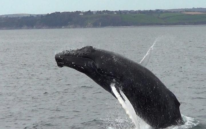 whale breaches 25 times after rescue