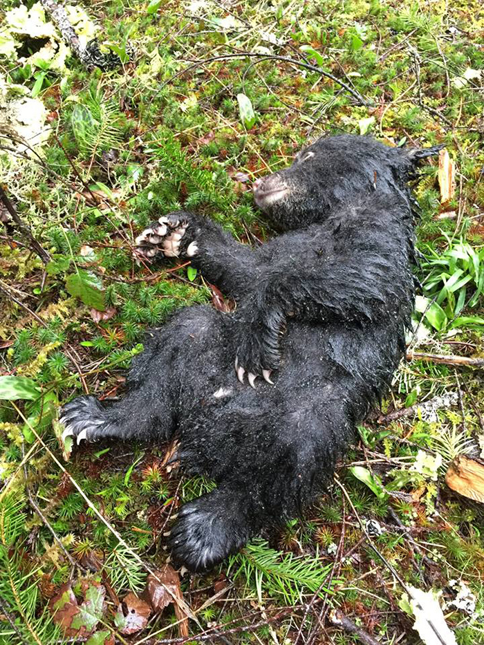 man rescues baby bear cub