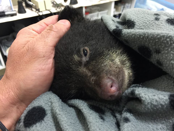 man rescues baby bear cub