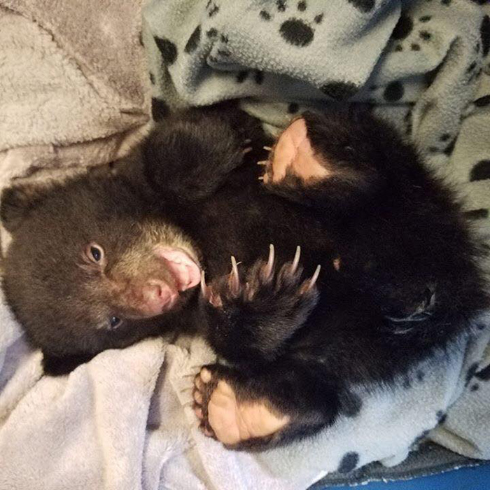 man rescues baby bear cub