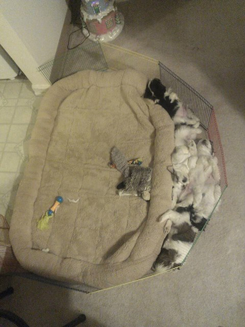 tpkam-at-bed-waste-of-money.jpg