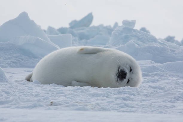 40phu-frozen-nugget.jpg