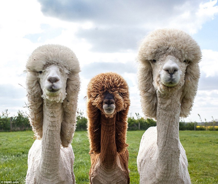 7i8jm-alpaca-album-cover.jpg