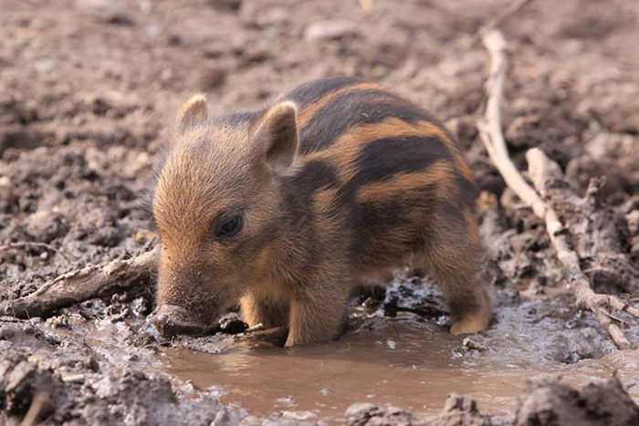 fukft-baby-warthog.jpg