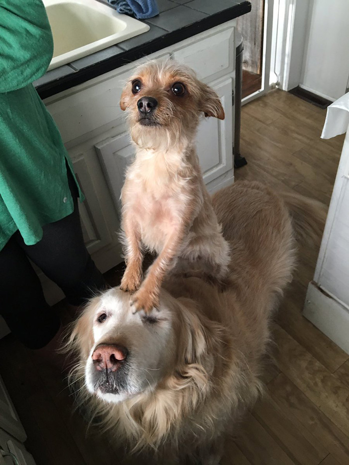 dog carries small dog on back all day