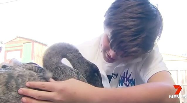 boy saves swan mouth to mouth