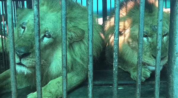 33 lions rescued from circus and sent home to Africa