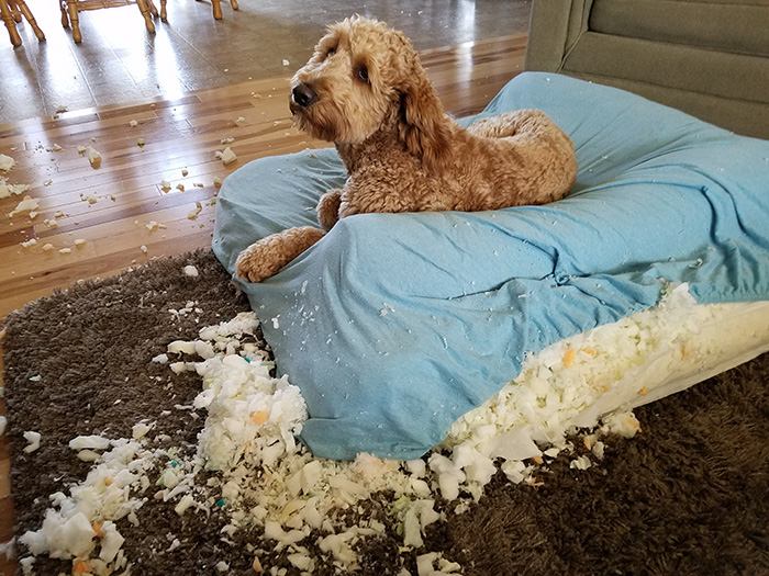 pipe insulation under couch for dog toys