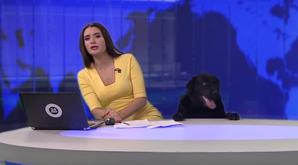 dog surprises news anchor Russia