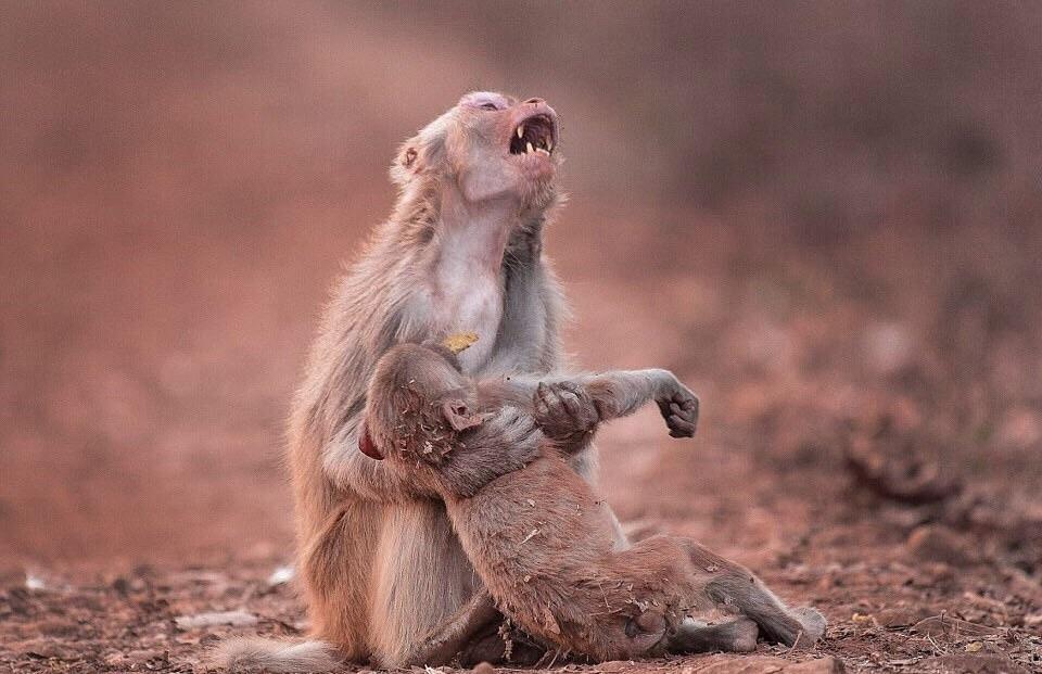 monkey sad over baby then recovers photo