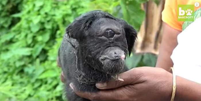 India baby cyclops goat