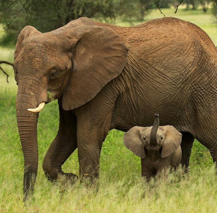 wujf5-2-month-old-baby-elephant-with-mom.jpg
