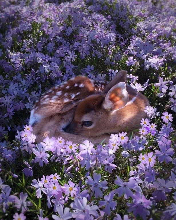 xqkwa-fawn-flowers.jpg