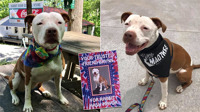 rescue pit bull elected town mayor