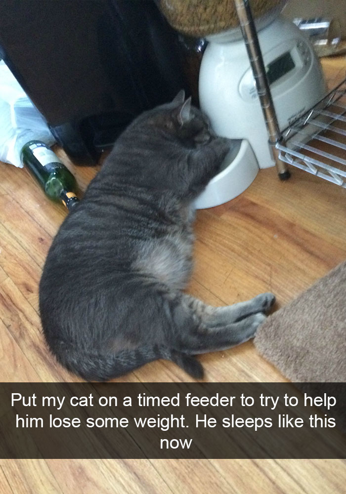 0hv07-funny-cat-snapchats-12.jpg