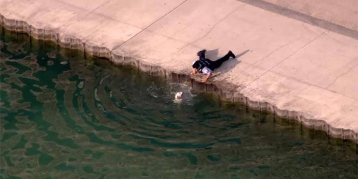 hero cop saves dog drowning in lake Michigan