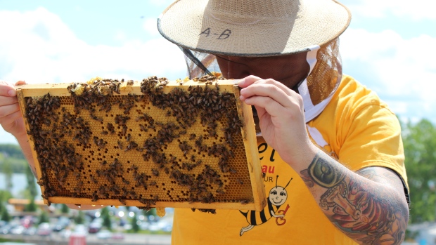 beekeeping helps the homeless