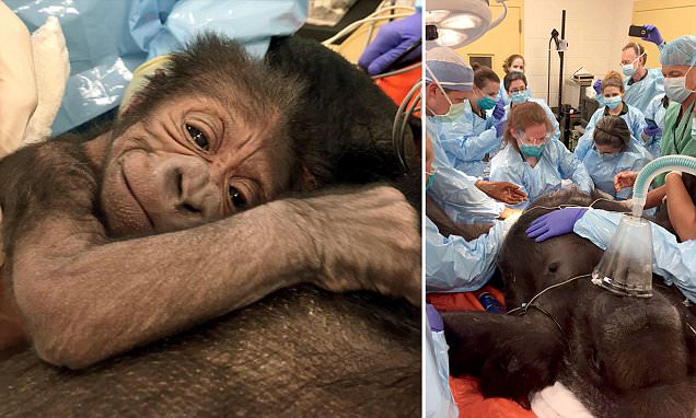 good news doctors save gorilla and baby zoo