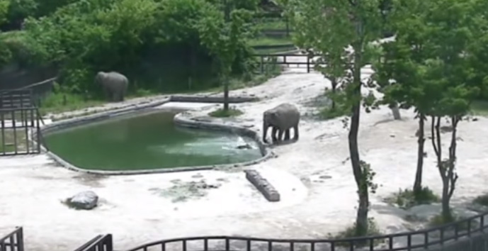 elephants rescue baby fell into water video