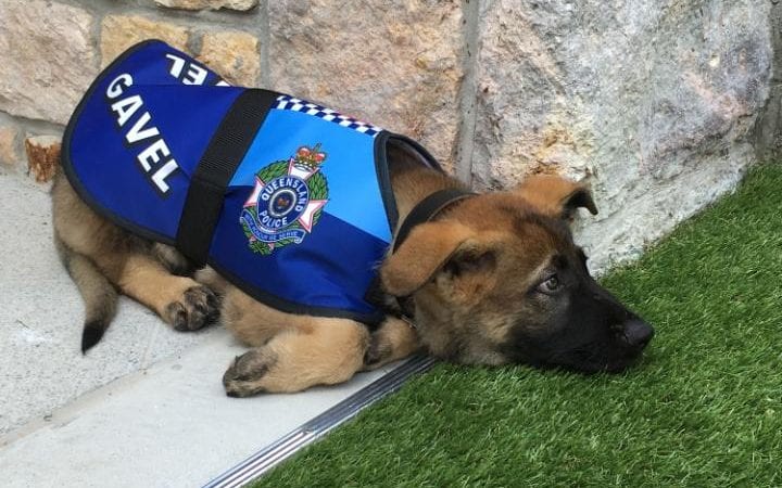 gavel police dog gets fired new job