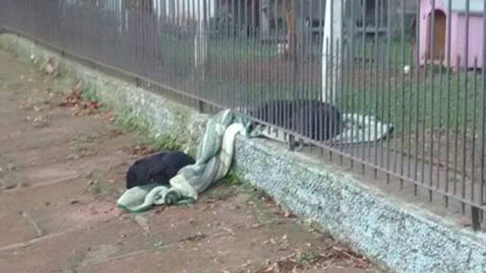 dog puts blanket on stray dog