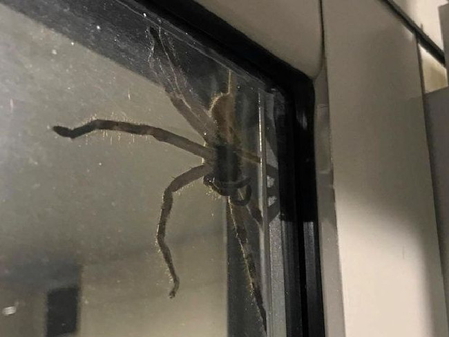 giant spider traps family inside